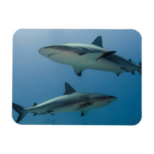 Magnet Flexible Requin des récifs des Caraïbes