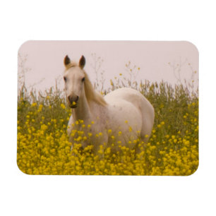 Magnet Flexible Ressort