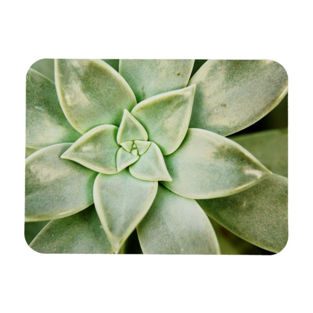Magnet Flexible Ressort Succulent (Horizontal)
