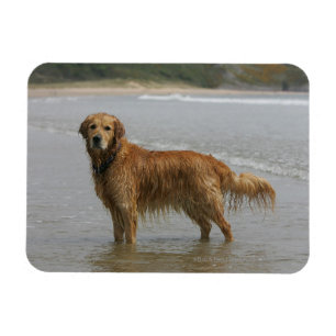 Magnet Flexible Retreiver d'or en mer