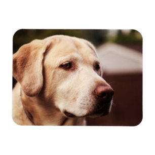 Magnet Flexible Retriever du Labrador