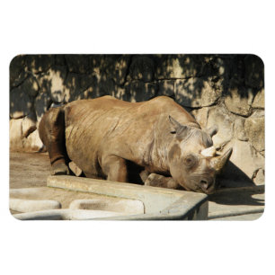 Magnet Flexible Rhino couché