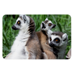 Magnet Flexible Ring-tailed Lemur Family