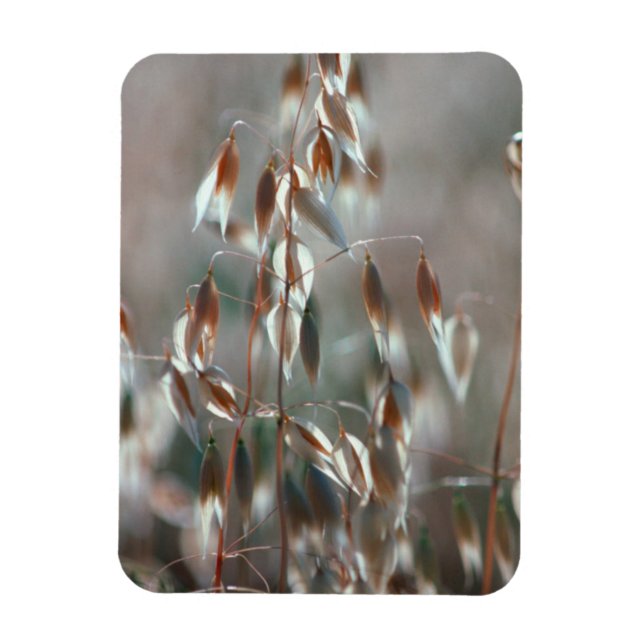 Magnet Flexible Ripe Oats Ceres, Boland (Vertical)