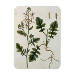 Magnet Flexible Rocket, plaquent 242 "d'un de fines herbes