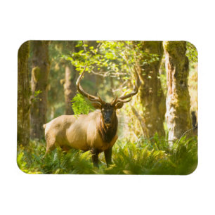 Magnet Flexible Roosevelt Elk   Parc National Olympique, Washingto