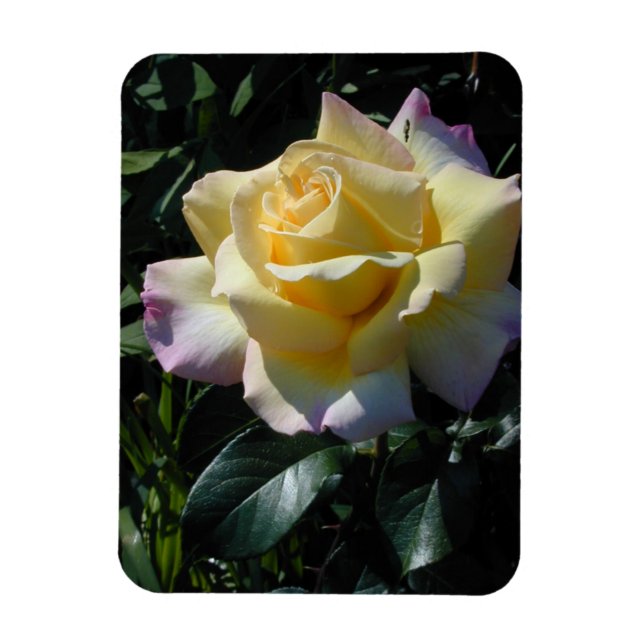 Magnet Flexible Rose de la Paix Jaune - Beauté du Jardin (Vertical)