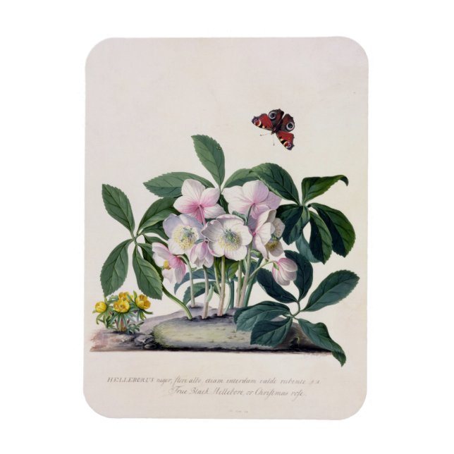 Magnet Flexible Rose de Noël (Helleborus niger) et Aconi d'hiver (Vertical)
