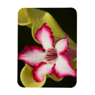 Magnet Flexible Rose du désert (Adenium Obesum), Afrique du Sud