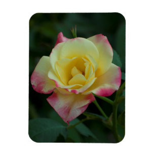 Magnet Flexible Rose, l'amour !