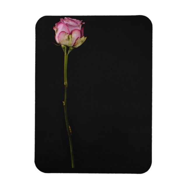 Magnet Flexible Rose rose rose 3 (Vertical)