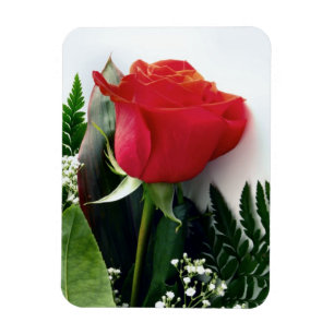 Magnet Flexible Roses rouges