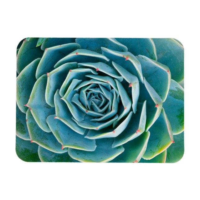 Magnet Flexible Rosette d'Echeveria, Jardin Secret de Marrakech (Horizontal)