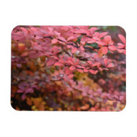 Rouge Orange Chute Feuillage Automne Feuilles Natu