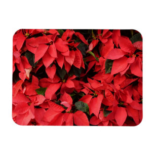 Magnet Flexible Rouge Poinsettias II Noël Fête Florale