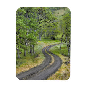 Magnet Flexible Route de campagne à travers les arbres, Oregon