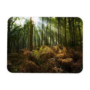 Magnet Flexible Royaume-Uni, Angleterre. Rayons de soleil traversa