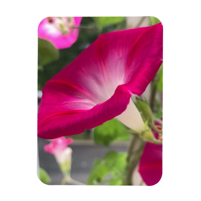 Magnet Flexible Ruby Red Morning Glory (Vertical)
