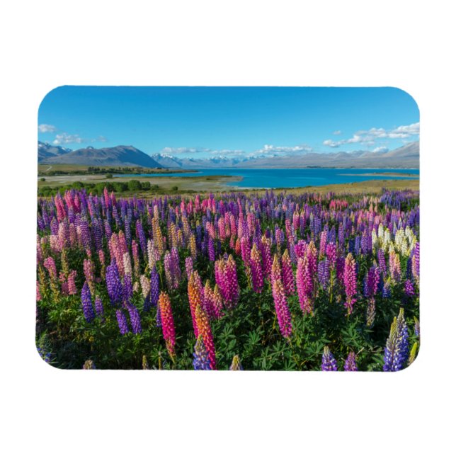 Magnet Flexible Russle Lupines au lac Tekapo | Nouvelle-Zélande (Horizontal)