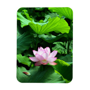 Magnet Flexible Sacred Lotus : Japon
