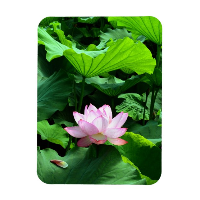 Magnet Flexible Sacred Lotus : Japon (Vertical)