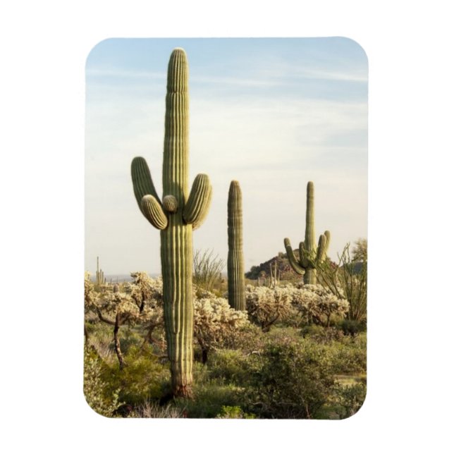 Magnet Flexible Saguaro Cactus, Arizona, USA (Vertical)