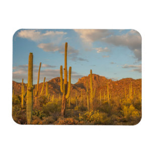 Magnet Flexible Saguaro cactus at sunset