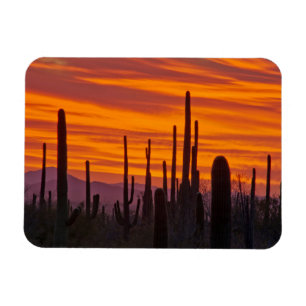 Magnet Flexible Saguaro, coucher de soleil, Parc national de Sagua
