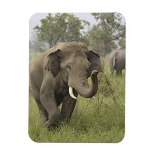 Magnet Flexible Salutation de l'éléphant d'Asie indien