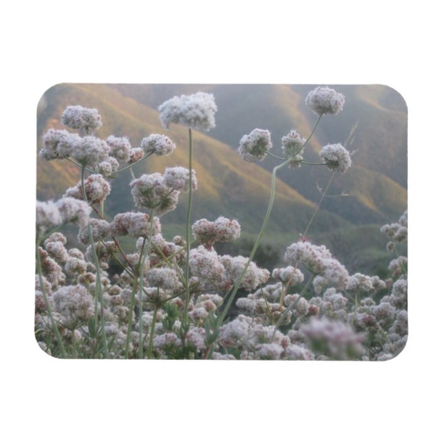 Magnet Flexible Sarrasin de Californie (Horizontal)