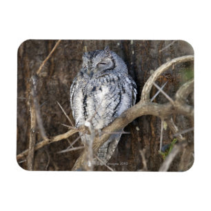 Magnet Flexible Scops-Hibou africain, parc national de Kruger, sud