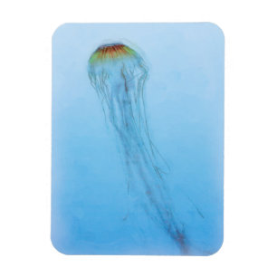 Magnet Flexible Sea Nettle