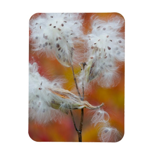 Magnet Flexible Semences de l'algue à lait en automne, Canada (Vertical)
