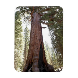 Magnet Flexible Séquoia géante en Mariposa Grove en Yosemite