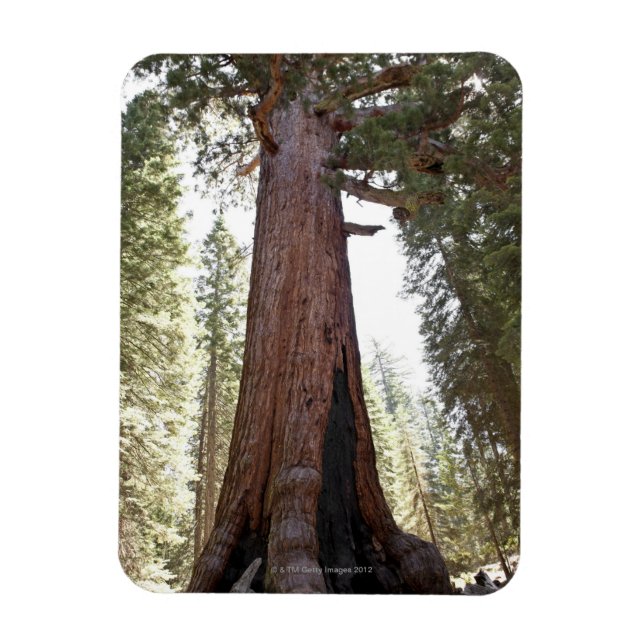 Magnet Flexible Séquoia géante en Mariposa Grove en Yosemite (Vertical)