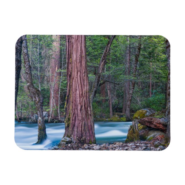 Magnet Flexible Sequoias & Merced River Yosemite National Park, CA (Horizontal)