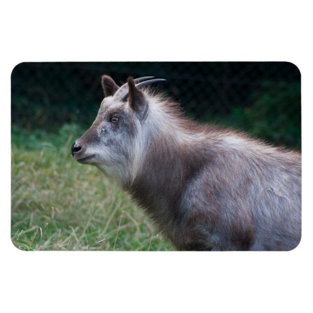 Magnet Flexible Serow japonais (Horizontal)