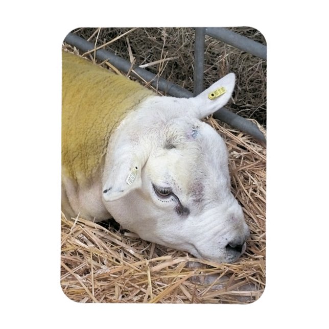 MAGNET FLEXIBLE SHEEP (Vertical)