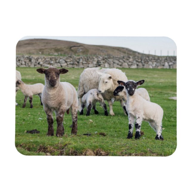Magnet Flexible Shetland Sheep (Horizontal)