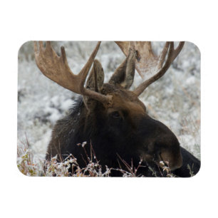 Magnet Flexible Shiras Bull Moose