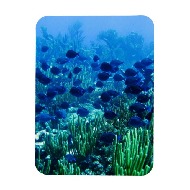 Magnet Flexible Shoal of Blue Discus Fish (Vertical)