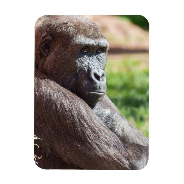 Magnet Flexible Shufai le Gorilla Basking au soleil (Vertical)