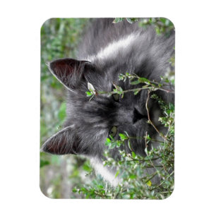 Magnet Flexible Sibérien Portrait de chat