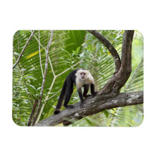 Magnet Flexible Singe dans la jungle