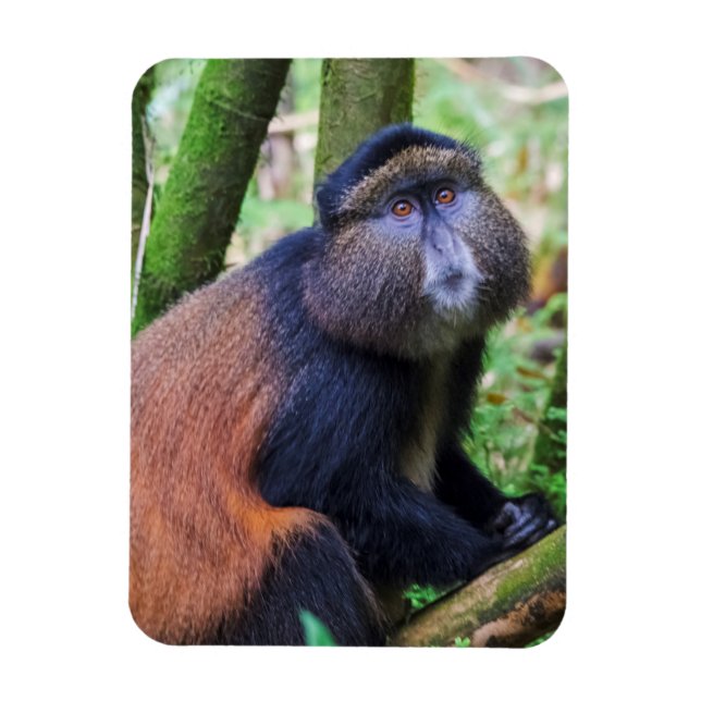 Magnet Flexible Singe doré, Rwanda (Vertical)
