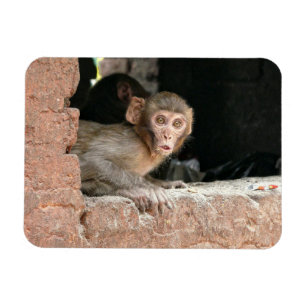 Magnet Flexible Singe effrayé avec gros yeux aimant rectangulaire