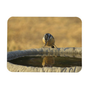 Magnet Flexible Sittelle regardant son reflet