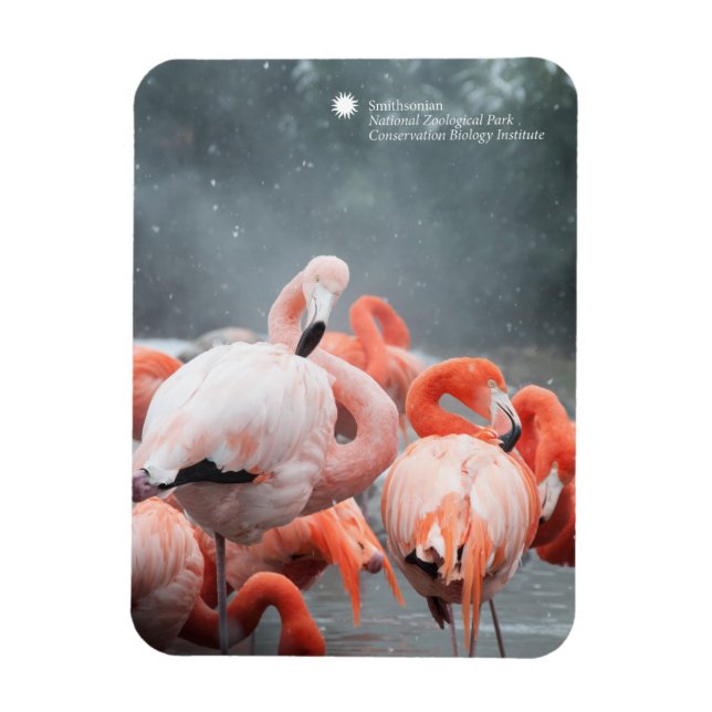 Magnet Flexible Smithsonian | Flamants roses Dans La Neige (Vertical)