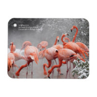 Smithsonian | Flamants roses Dans La Neige