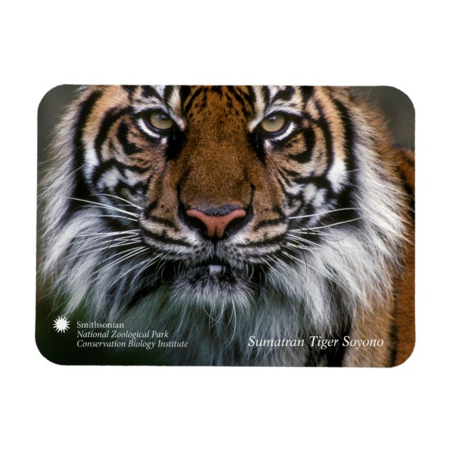 Magnet Flexible Smithsonian | Sumatran Tiger Soyono (Horizontal)